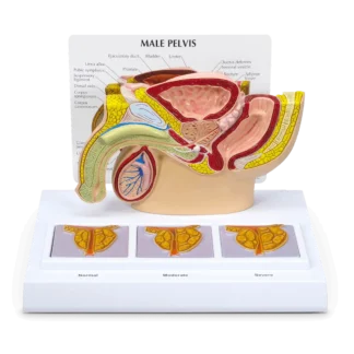 Anatomical Male Pelvis and Prostate Model | The Prostate | Mens Health Downunder