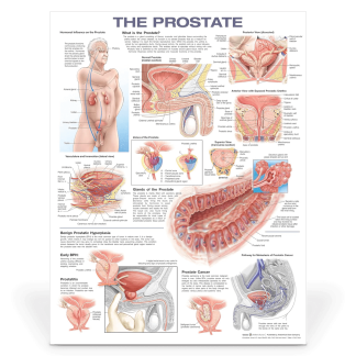 Anatomical Prostate Poster | The Prostate | Mens Health Downunder